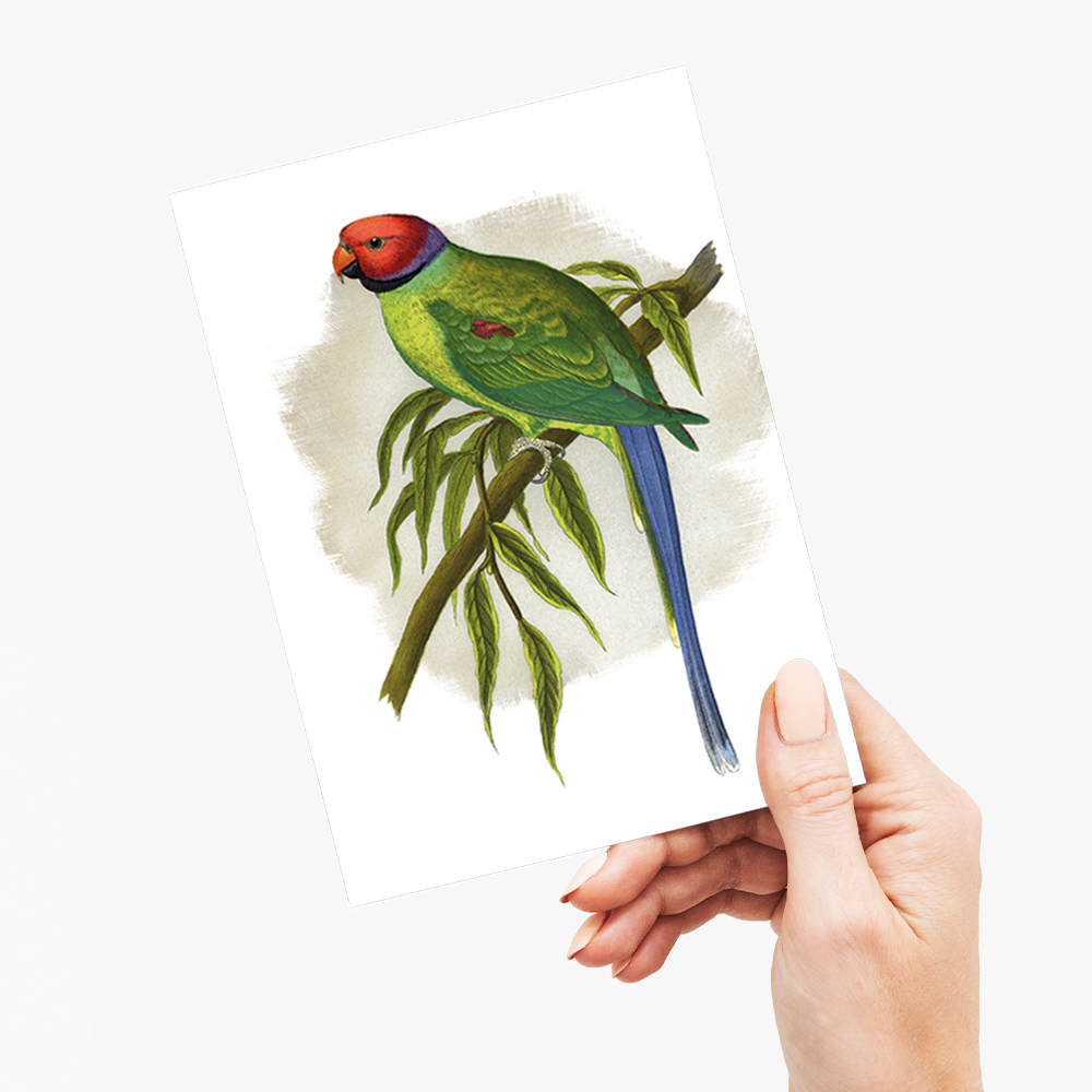 Blossom-Headed Parrakeet - Wenskaart