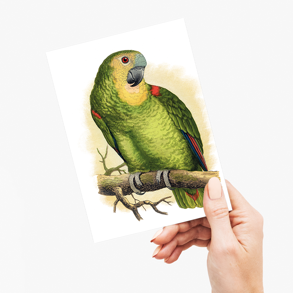 Blue-Fronted Amazon - Wenskaart