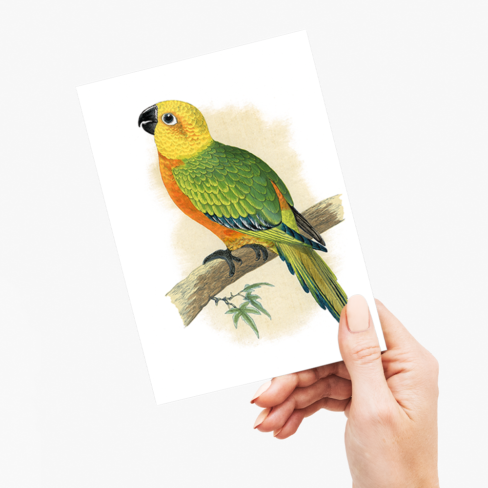 Jendaya Conure - Wenskaart
