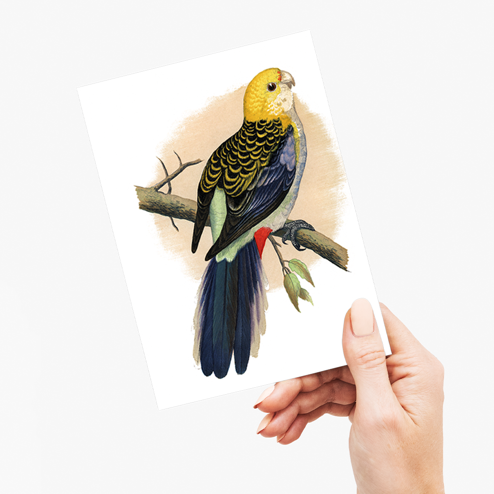 Pale-Headed or Mealy Rosella - Wenskaart