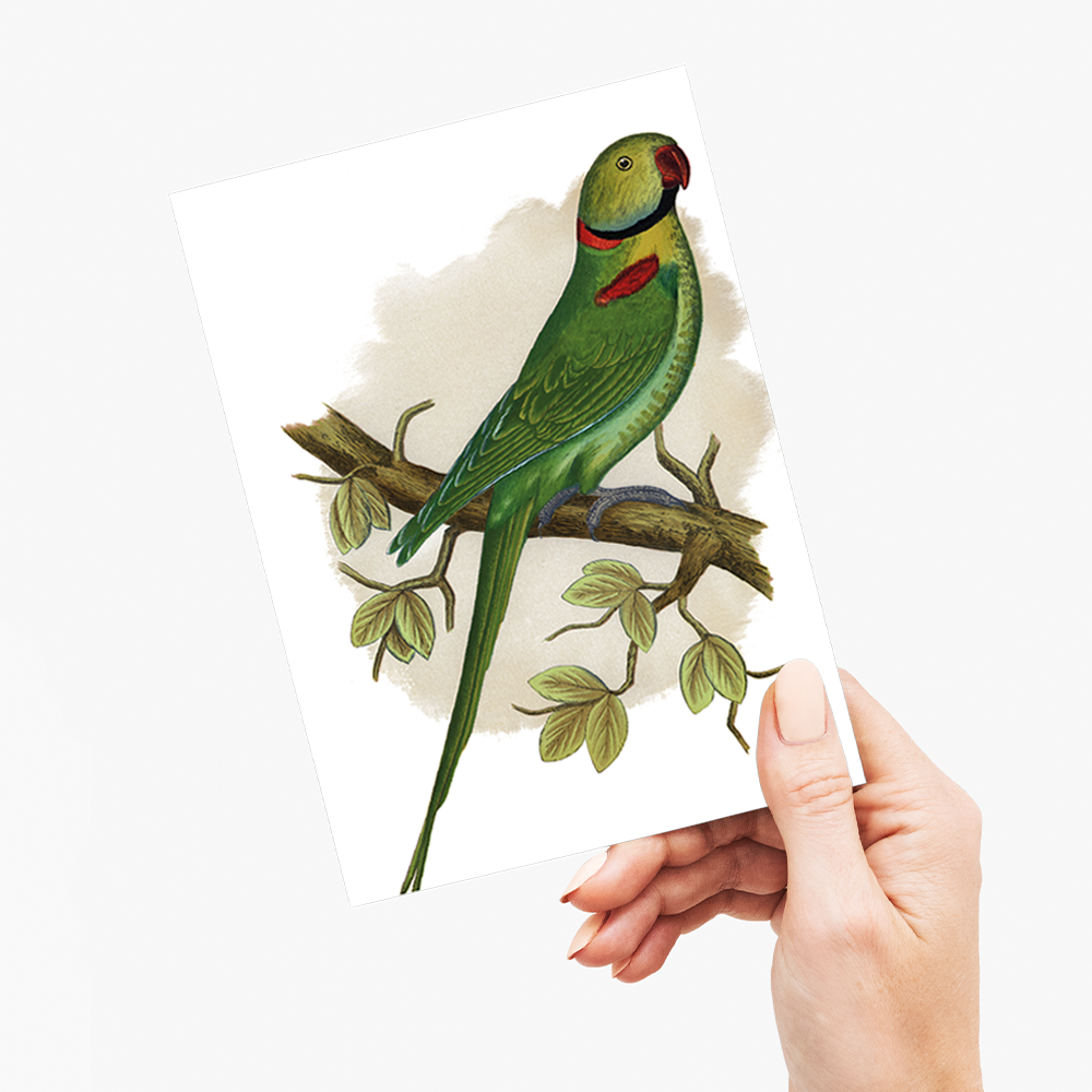 Alexandrine Parakeet - Wenskaart