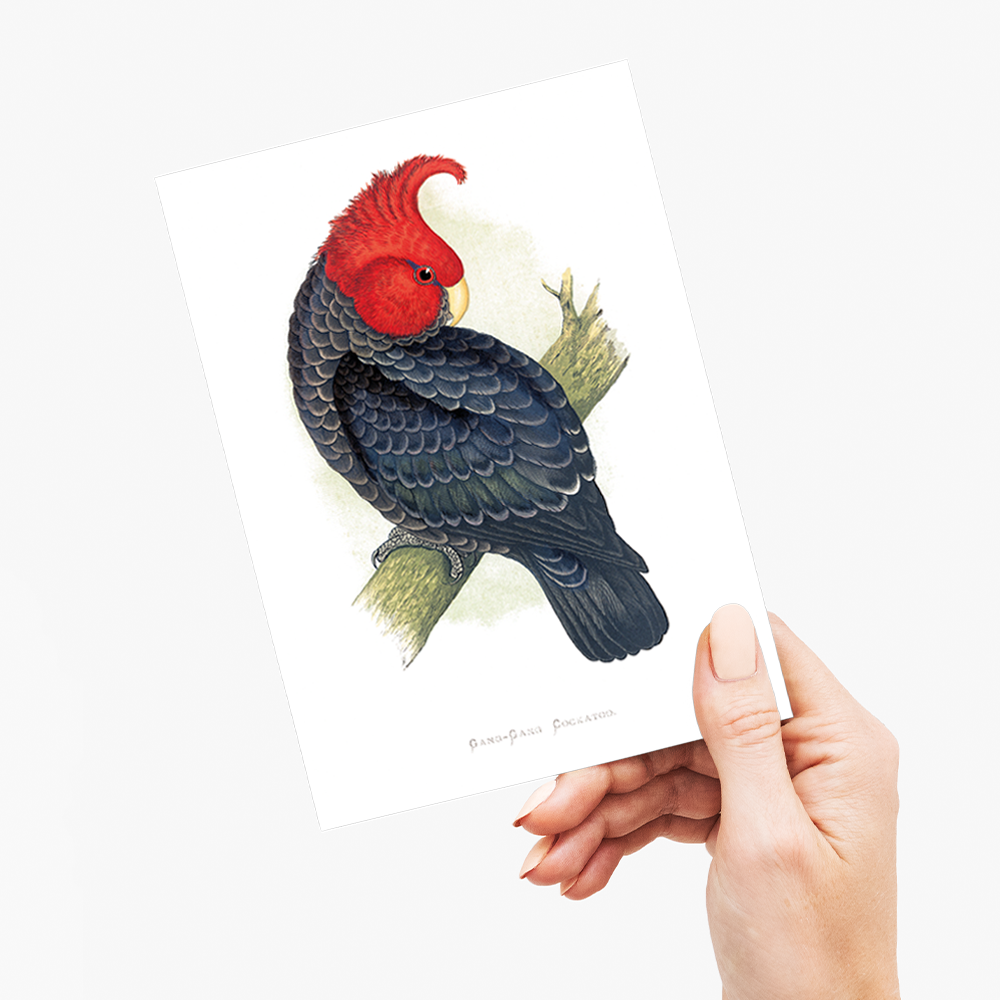 Gang-Gang Cockatoo - Wenskaart