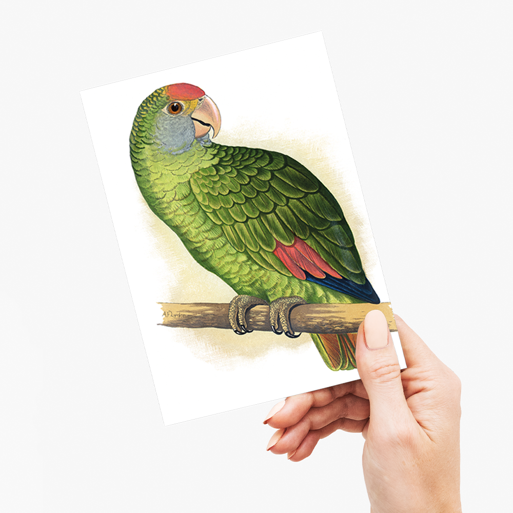 Dufresne's Amazon - Wenskaart