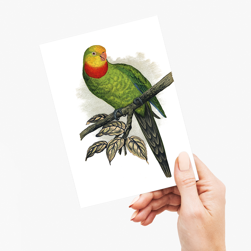 Barraband's Parakeet - Wenskaart