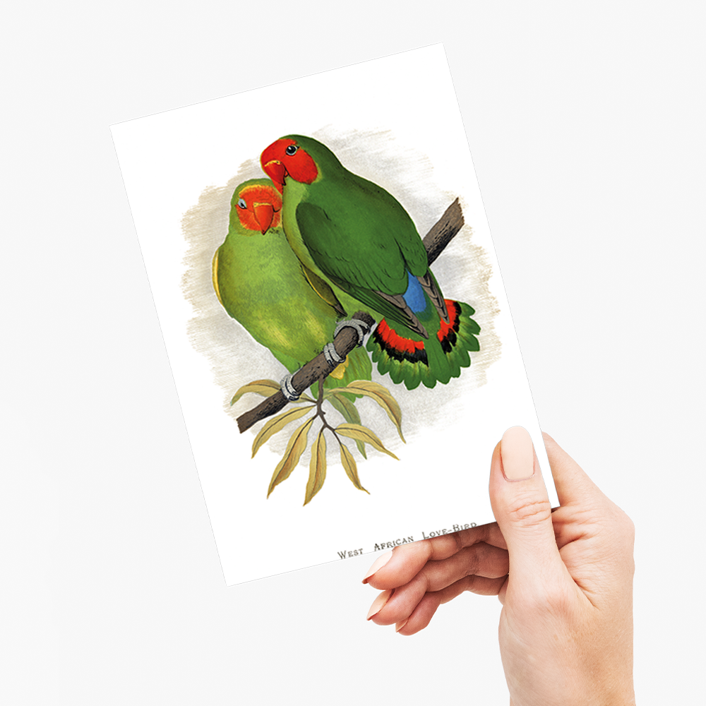West African Love-Bird - Wenskaart