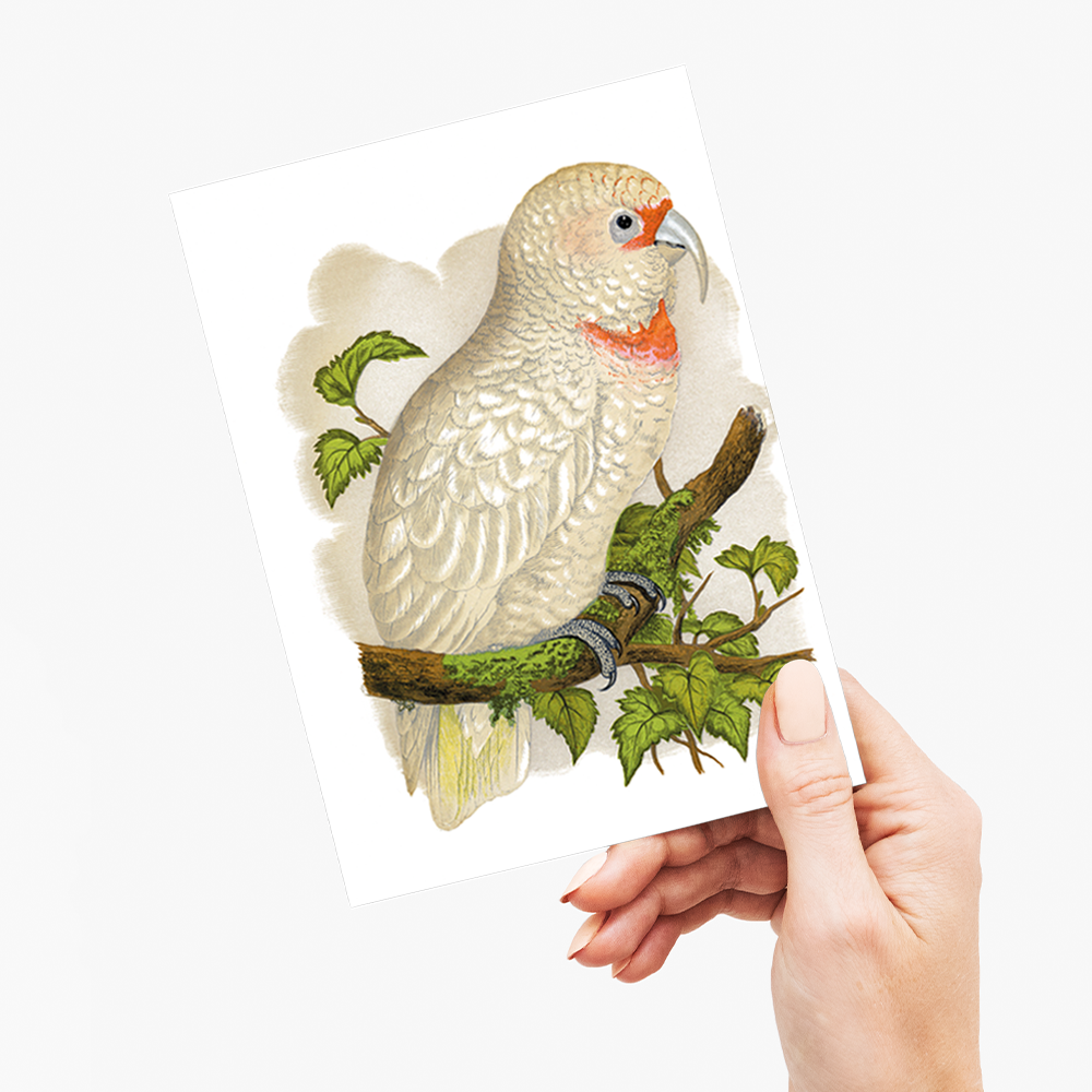 Slender-Billed Cockatoo - Wenskaart