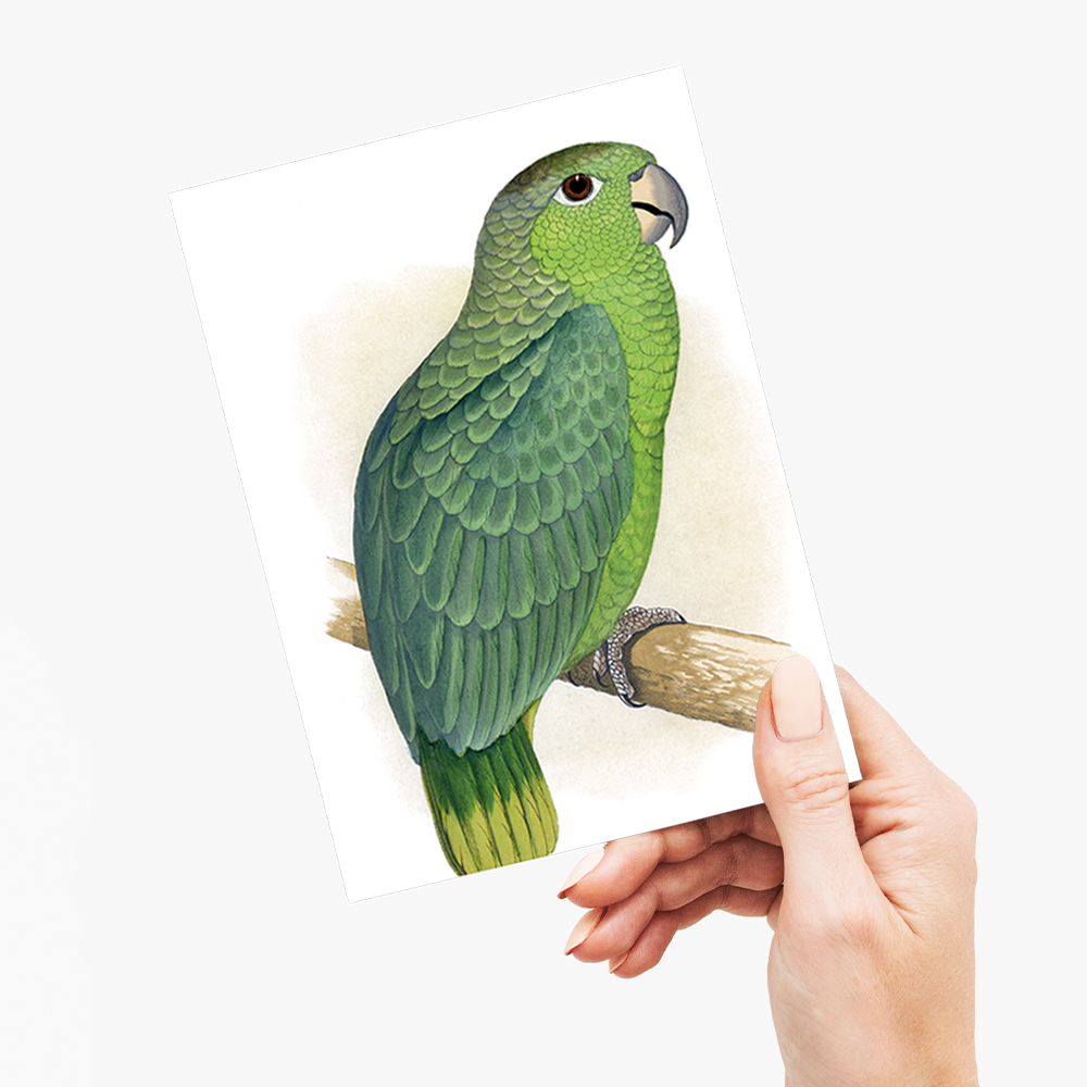Mealy Amazon - Wenskaart