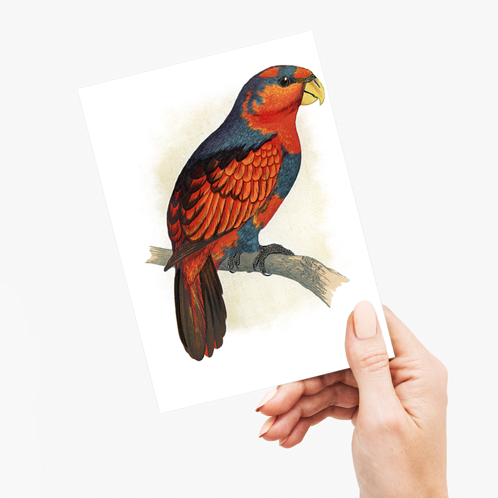 Blue-Crowned or Blue-Breasted Lory - Wenskaart