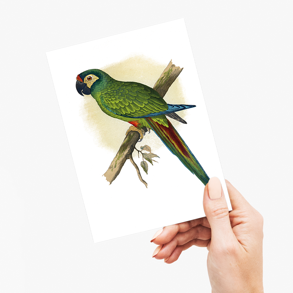 llliger's Macaw - Wenskaart