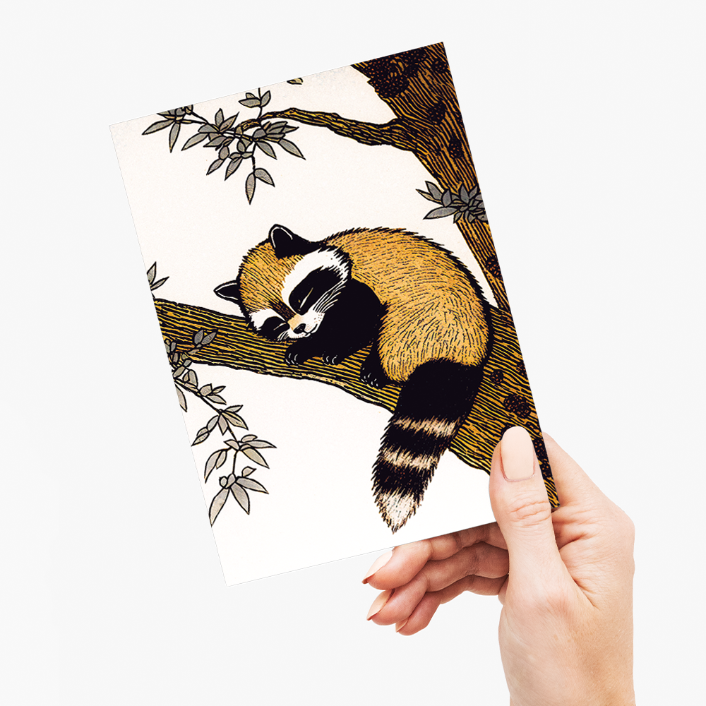 Racoon sleeping in a tree - Greeting Card
