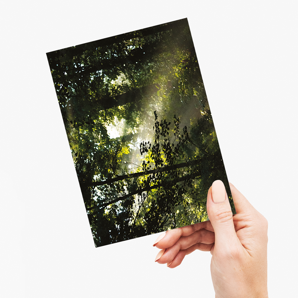 An early morning scene in Davidson River Campground - Greeting Card