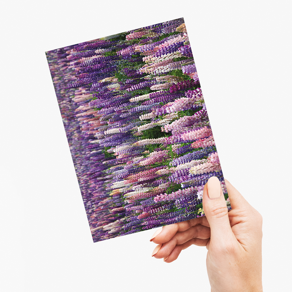 A field with lupine flowers - Greeting Card