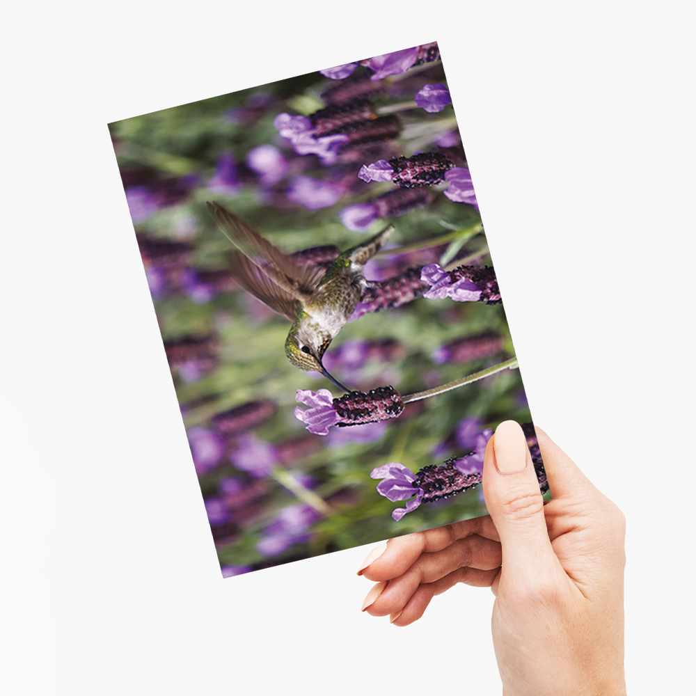 hummingbird feeding on lavender flowers - Greeting Card