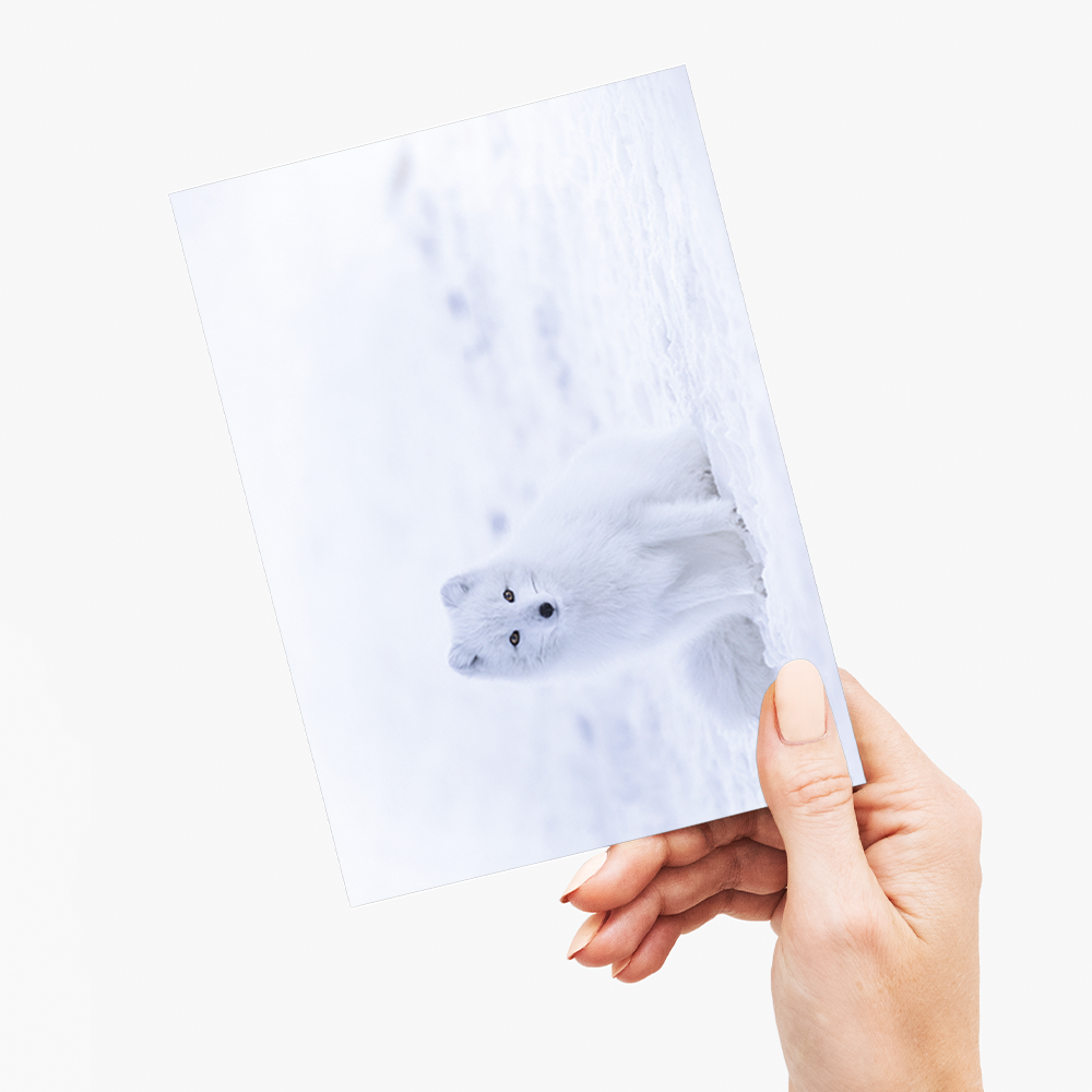 arctic fox sitting on snow - Greeting Card