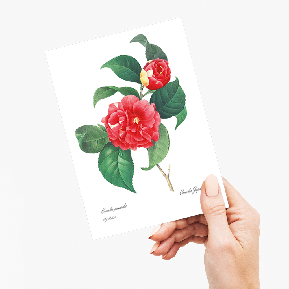 Japanese Camellia By Pierre-Joseph Redouté - Wenskaart