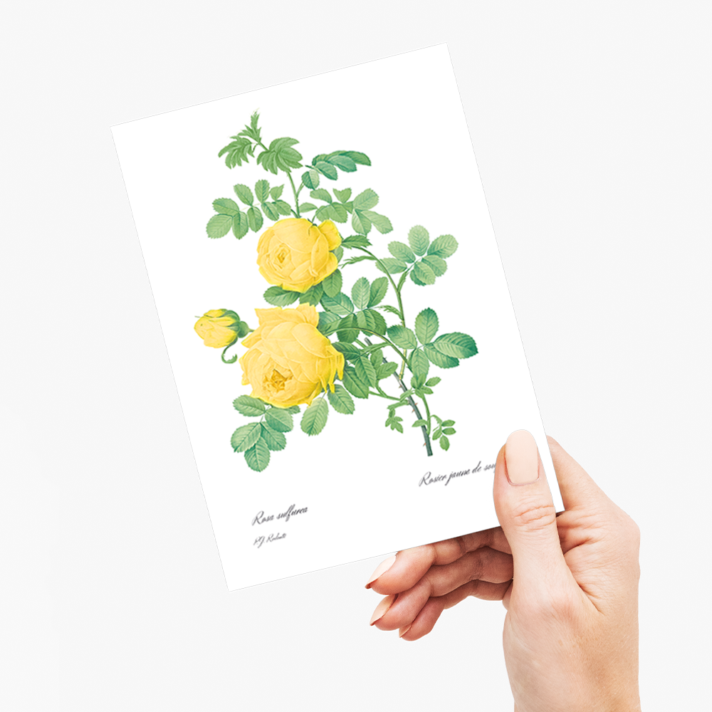 Yellow Rose of Sulfur By Pierre-Joseph Redouté - Wenskaart