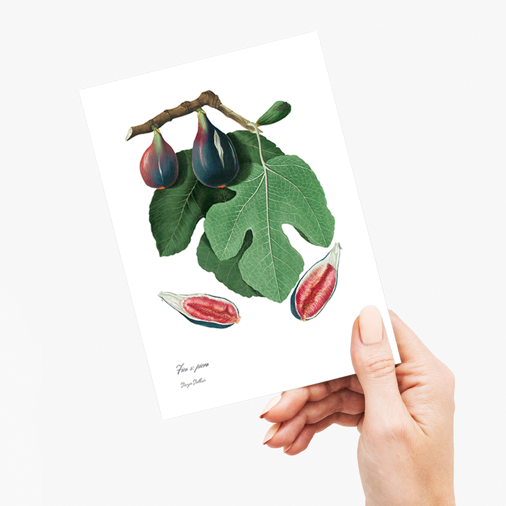 Fig By Giorgio Gallesio - Wenskaart