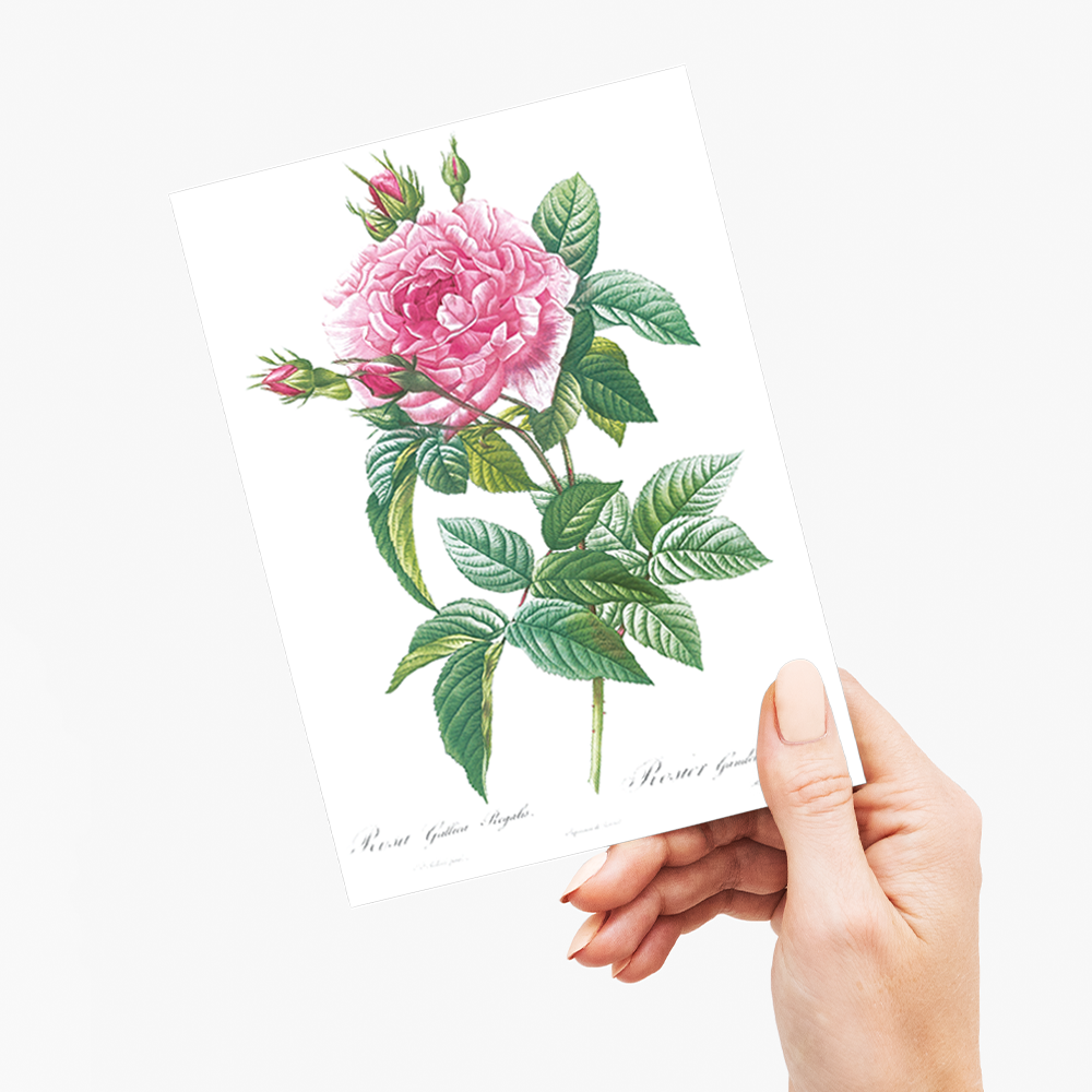 Gallic Rose By Pierre-Joseph Redouté - Wenskaart