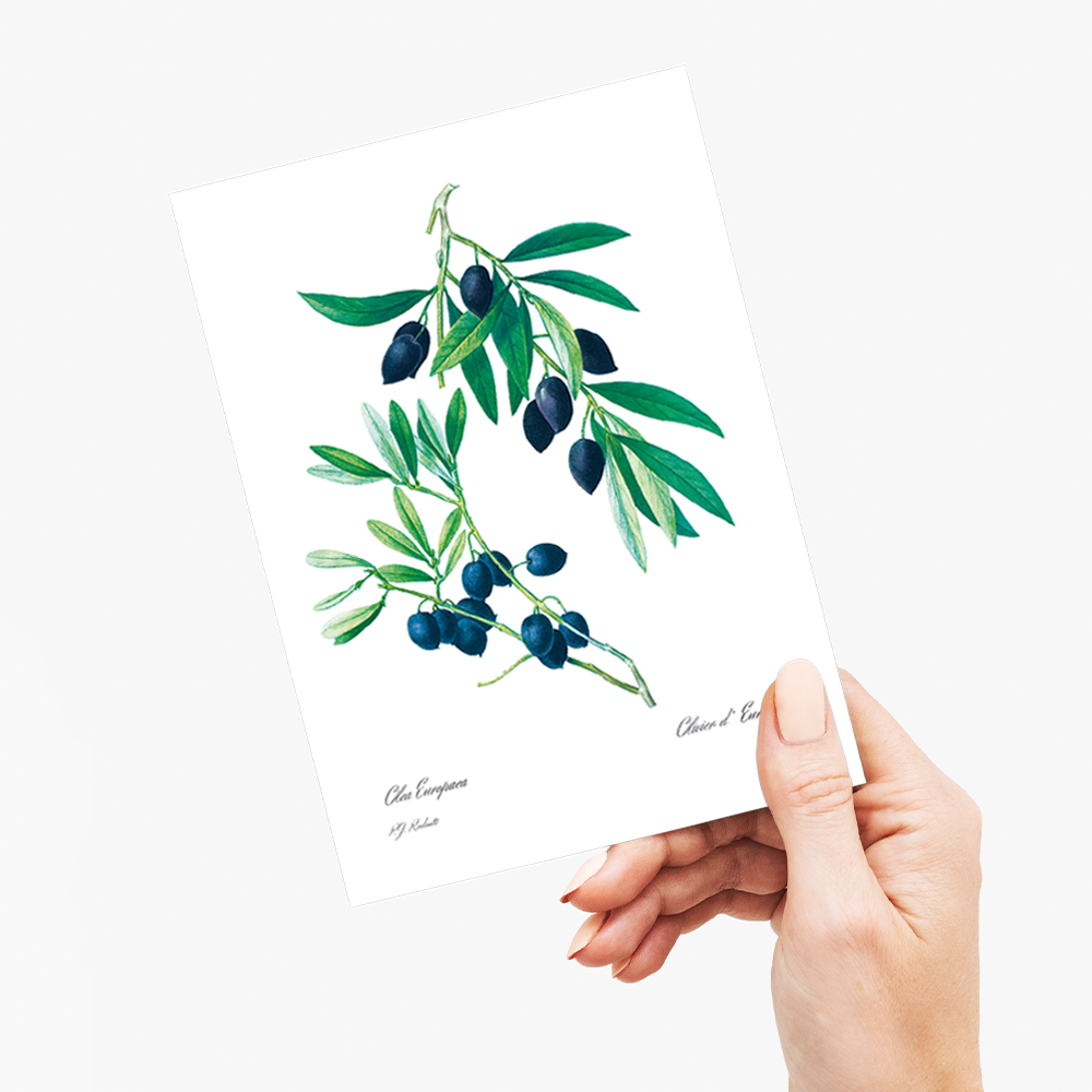 Olive By Pierre-Joseph Redouté - Wenskaart