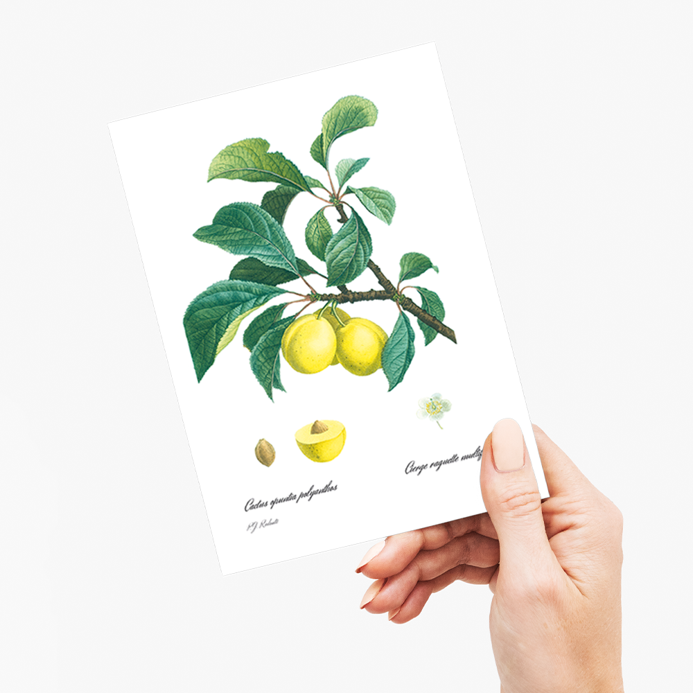 Plum By Pierre-Joseph Redouté - Wenskaart
