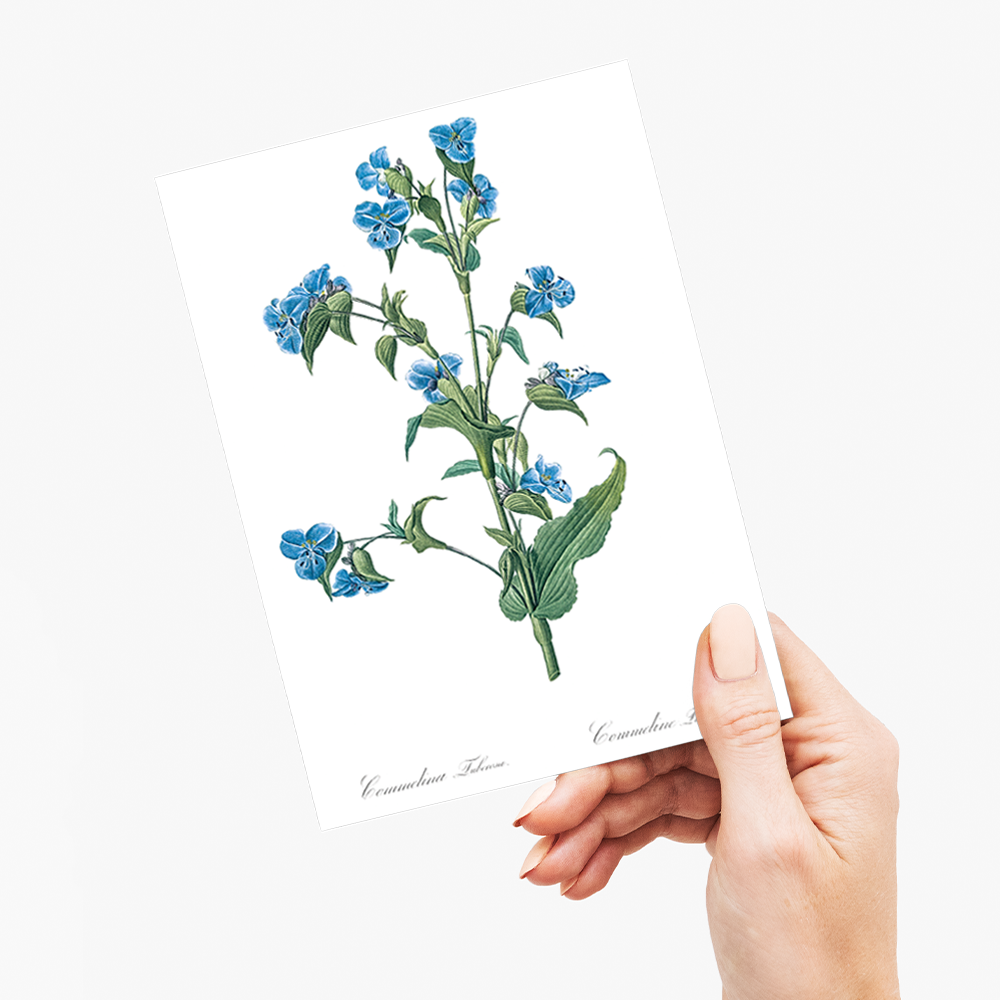 Commelina tuberosa By Pierre-Joseph Redouté - Wenskaart