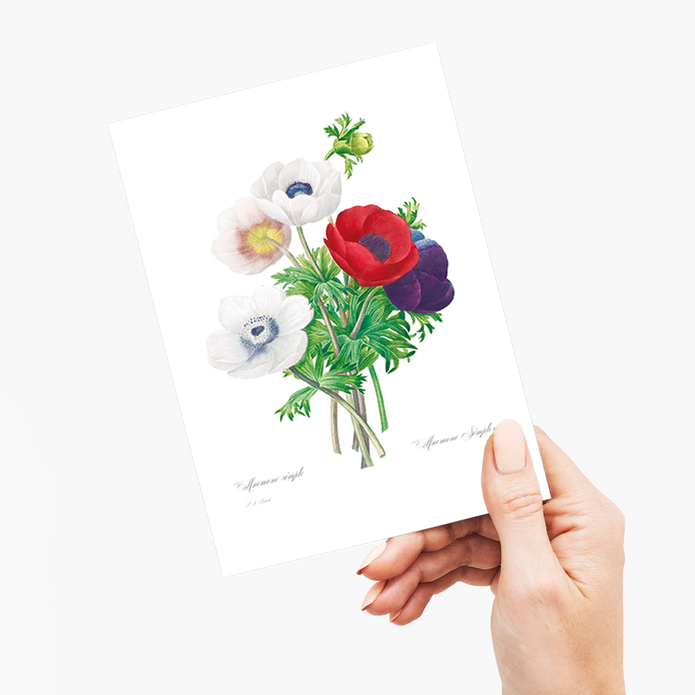 Anemone coronaria By Pierre-Joseph Redouté - Wenskaart