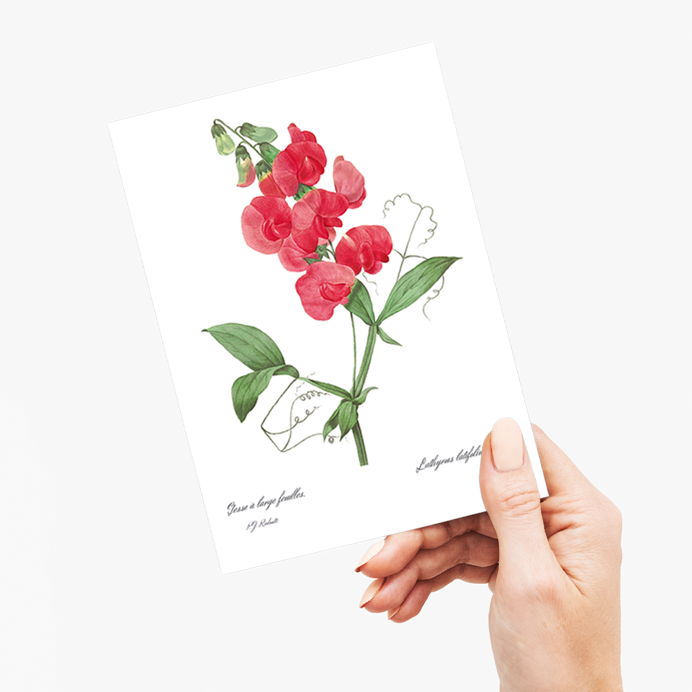 Everlasting Pea By Pierre-Joseph Redouté - Wenskaart