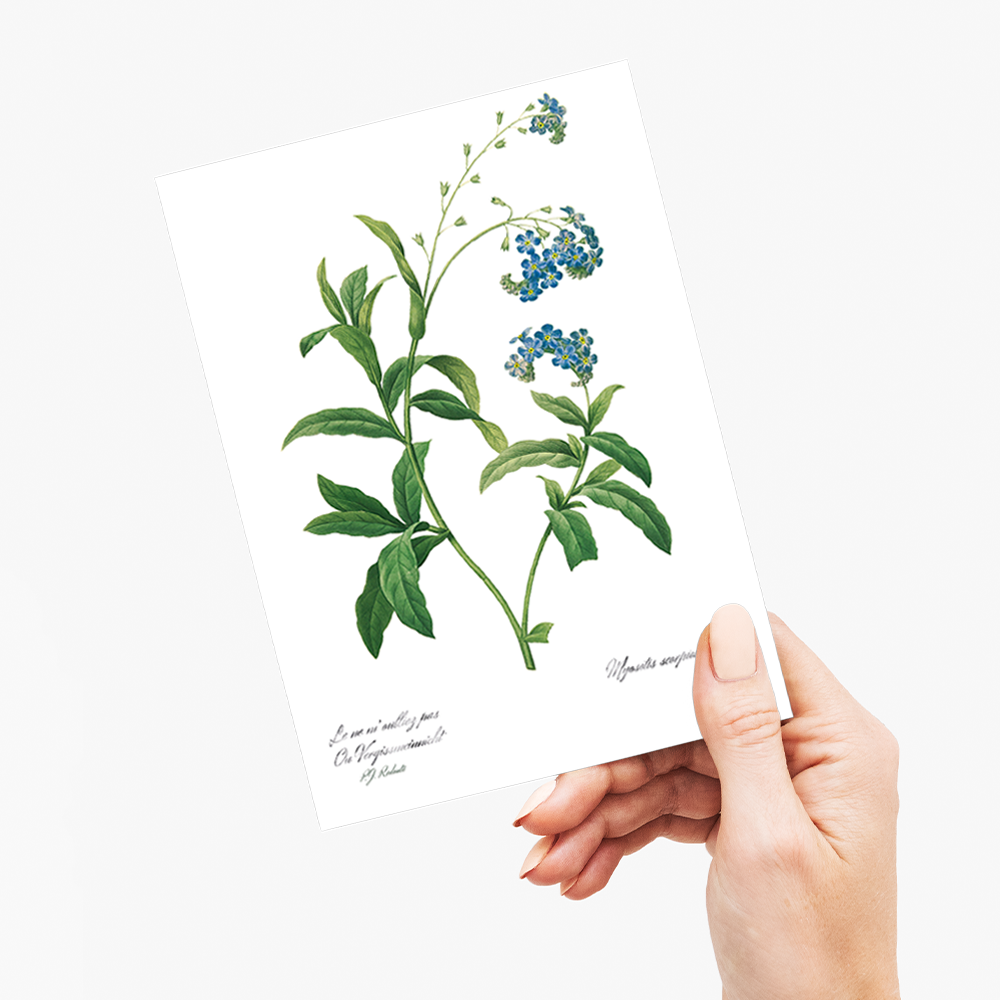 Forget Me Not Flower By Pierre-Joseph Redouté - Wenskaart