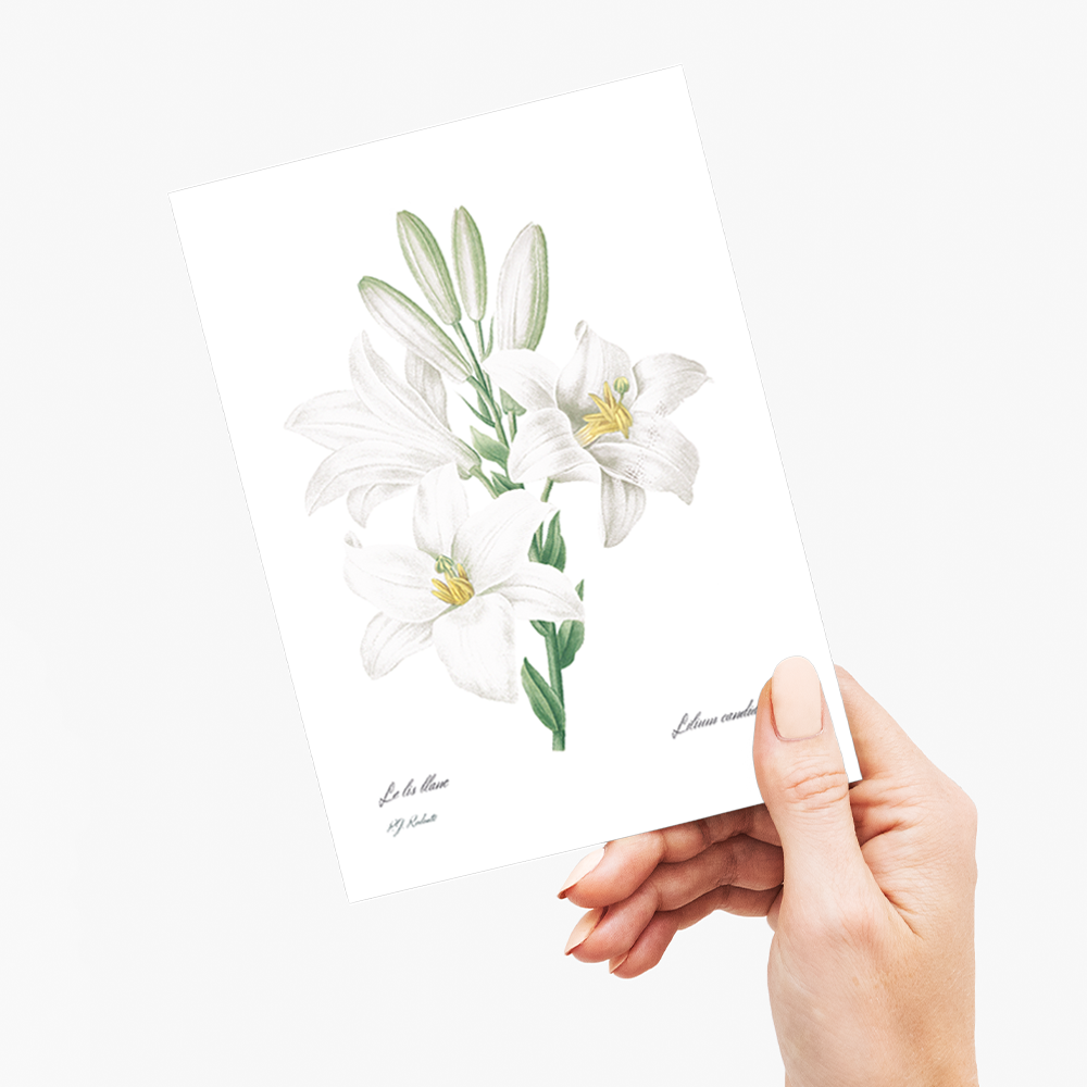 Madonna Lily from Choix des plus belles fleurs By Pierre-Joseph Redouté - Wenskaart