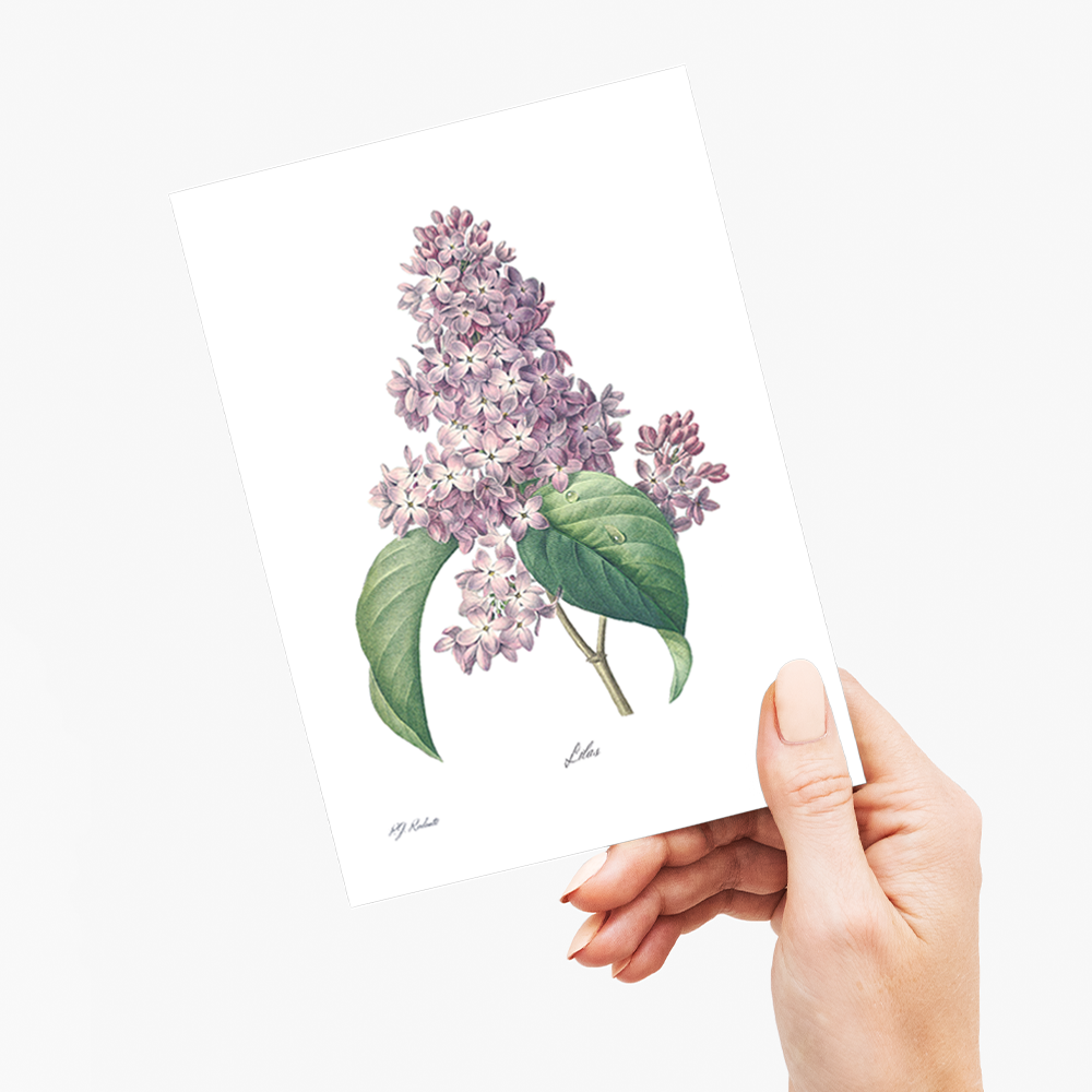 Lilac By Pierre-Joseph Redouté - Wenskaart