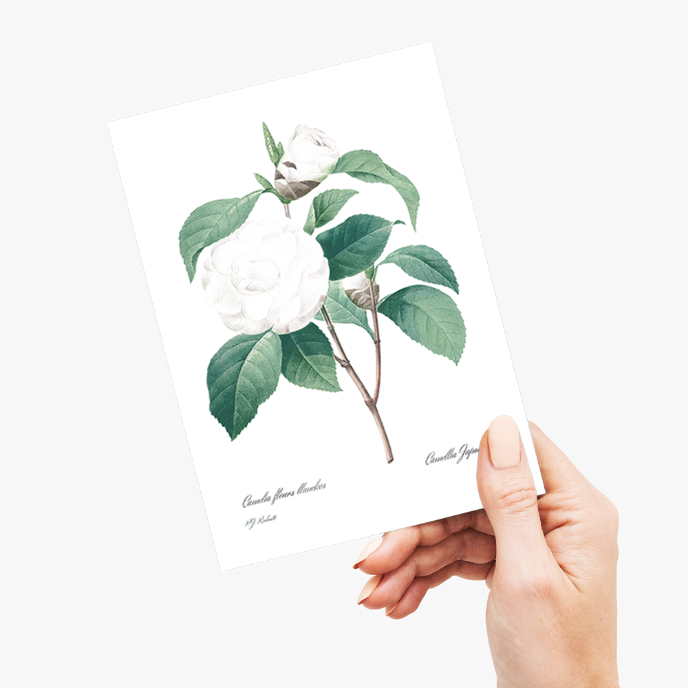 White Camellia from Choix des plus belles fleurs By Pierre-Joseph Redouté - Wenskaart