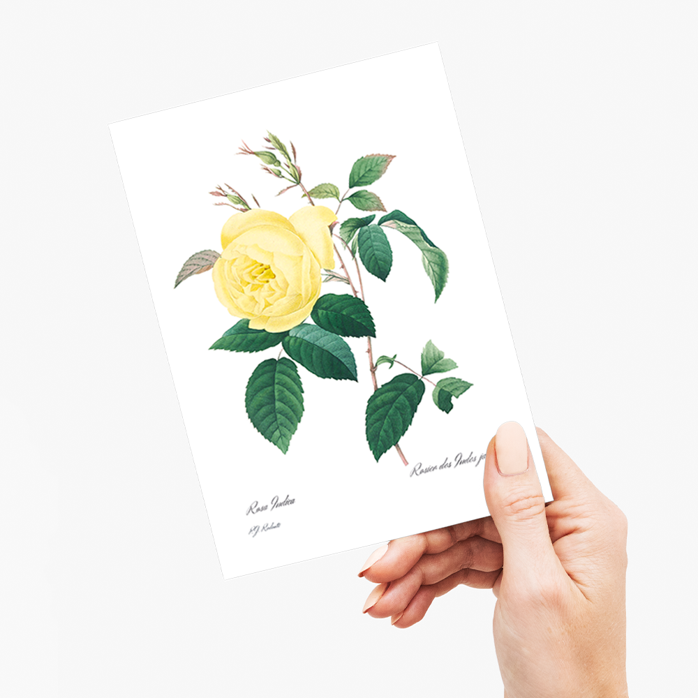 Yellow Rose By Pierre-Joseph Redouté - Wenskaart