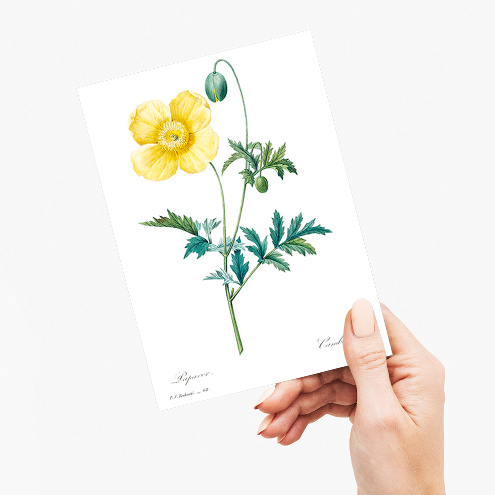 Welsh poppy by Pierre-Joseph Redouté - Wenskaart