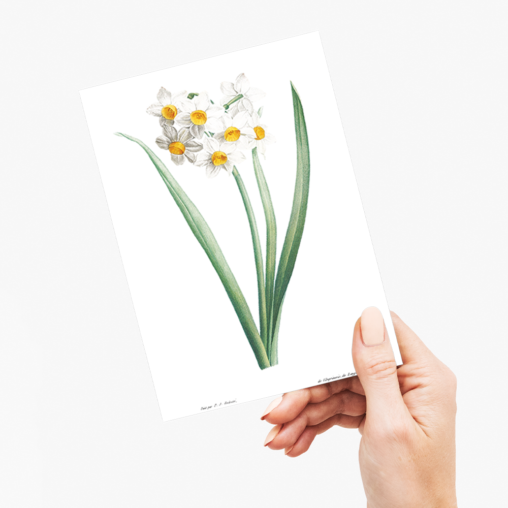 Narcissus By Pierre-Joseph Redouté - Wenskaart
