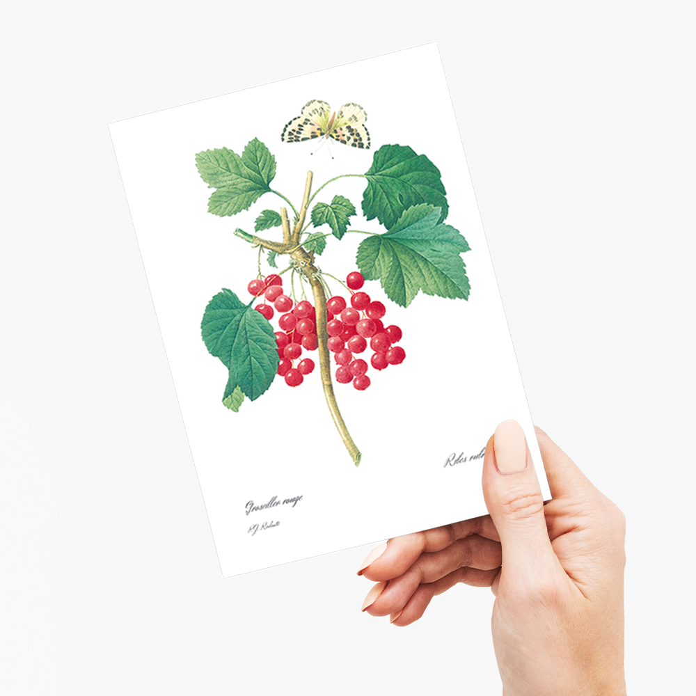 Red Currant By Pierre-Joseph Redouté - Wenskaart
