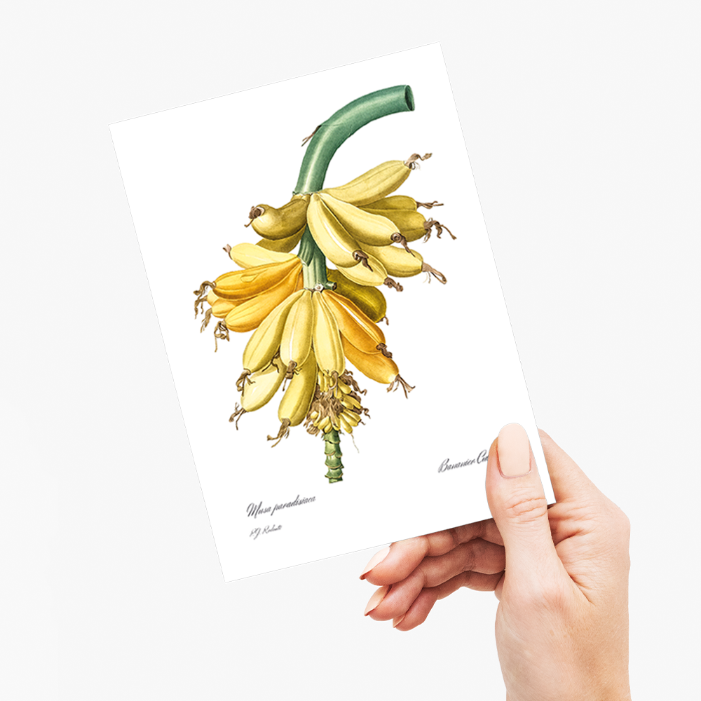 Banana By Pierre-Joseph Redouté - Wenskaart