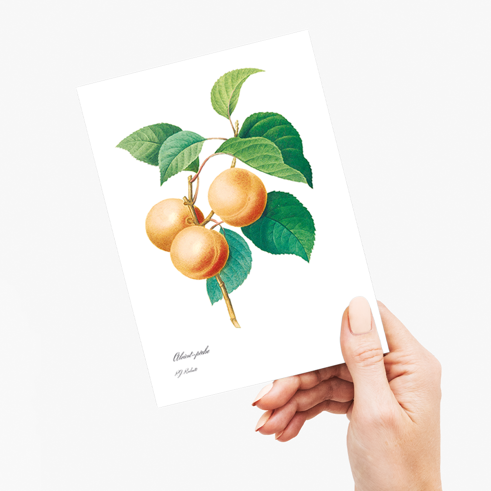 Peaches by Pierre-Joseph Redouté - Wenskaart