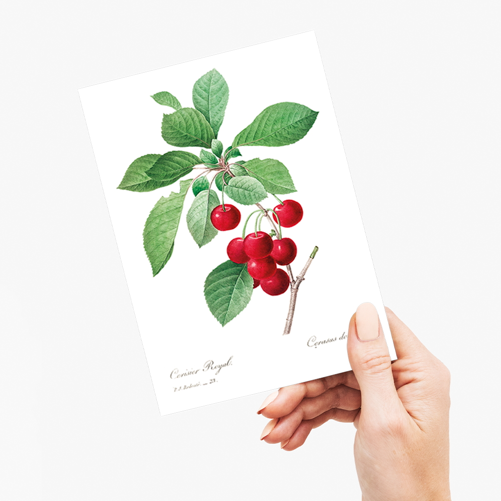 Red cherry by Pierre-Joseph Redouté - Wenskaart