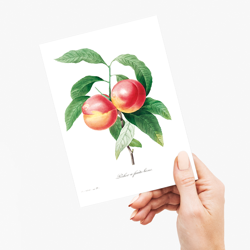 Peaches on a branch By Pierre-Joseph Redouté - Wenskaart