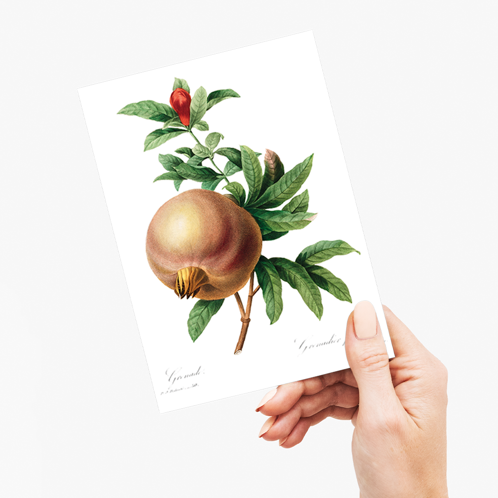 Pomegranate By Pierre-Joseph Redouté - Wenskaart