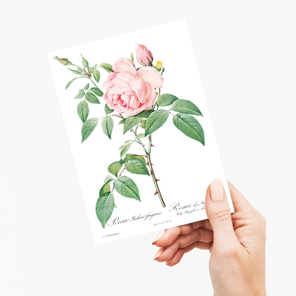 Fragrant Rosebush from Les Roses By Pierre-Joseph Redouté - Wenskaart