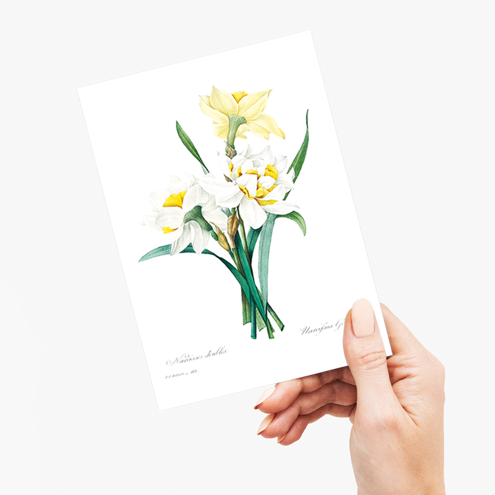 Double Daffodil by Pierre-Joseph Redouté - Wenskaart