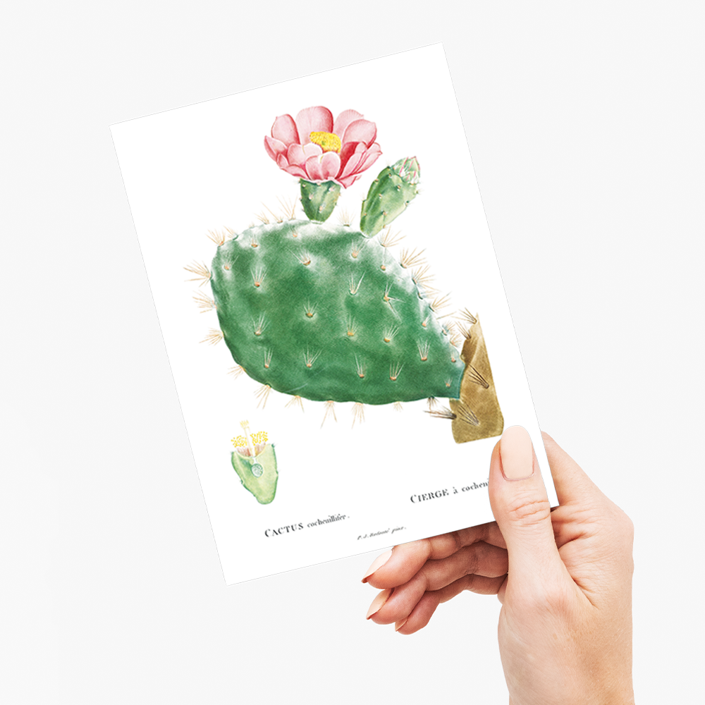 Cactus Cochenillifer By Pierre-Joseph Redouté. - Wenskaart