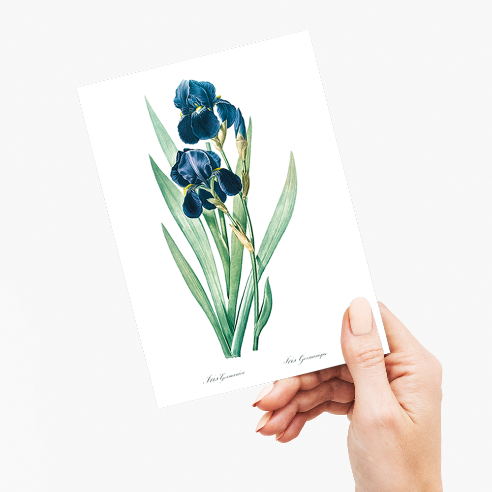 German Iris By Pierre-Joseph Redouté. - Wenskaart