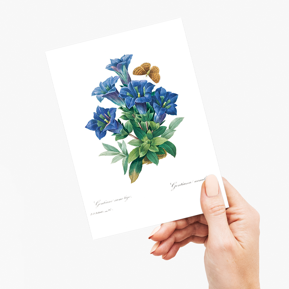 Gentiana Acaulis By Pierre-Joseph Redouté - Wenskaart
