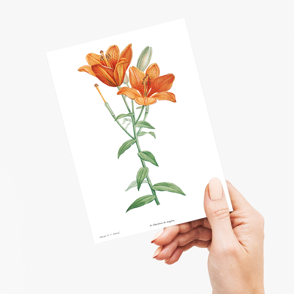 Orange bulbous lily By Pierre-Joseph Redouté - Wenskaart