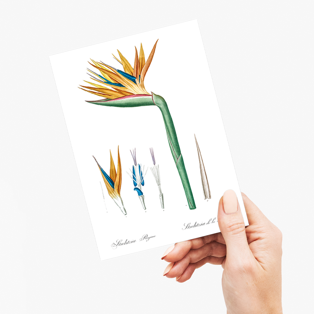 Bird of paradise By Pierre-Joseph Redouté. - Wenskaart