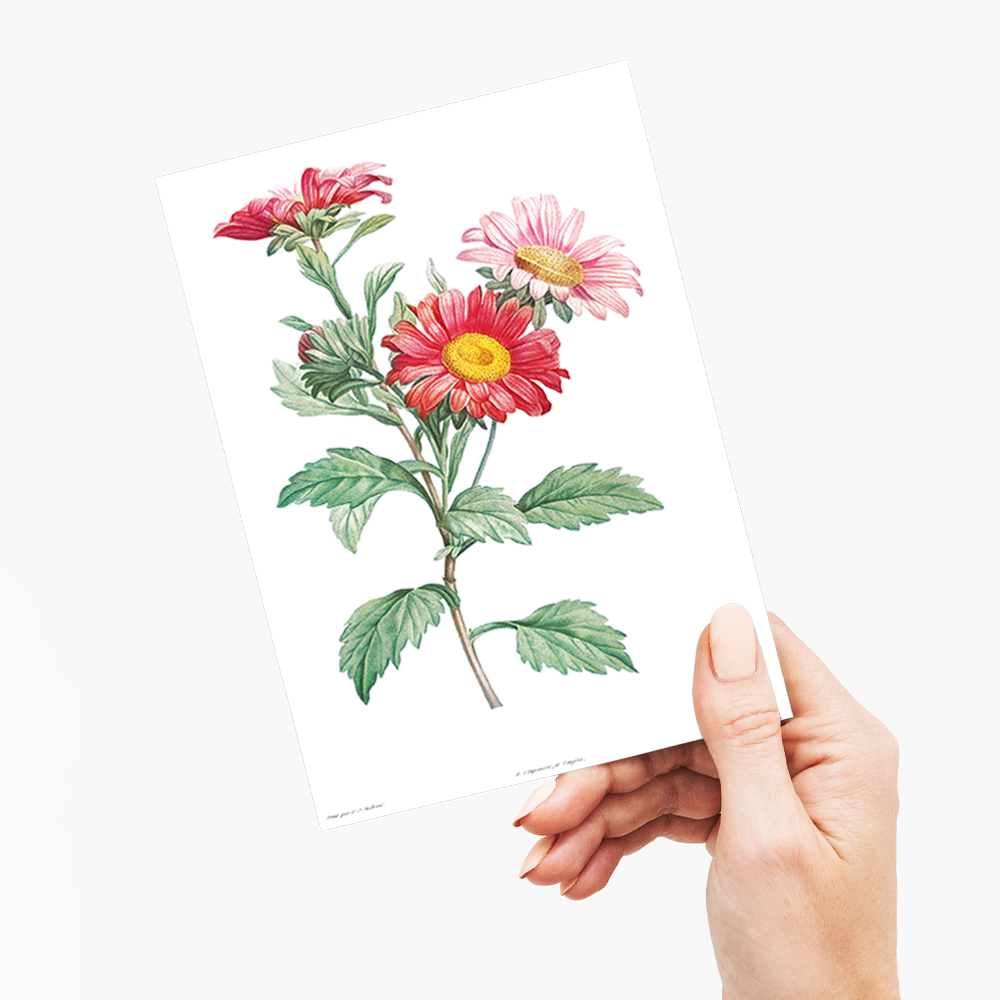 Red aster By Pierre-Joseph Redouté - Wenskaart