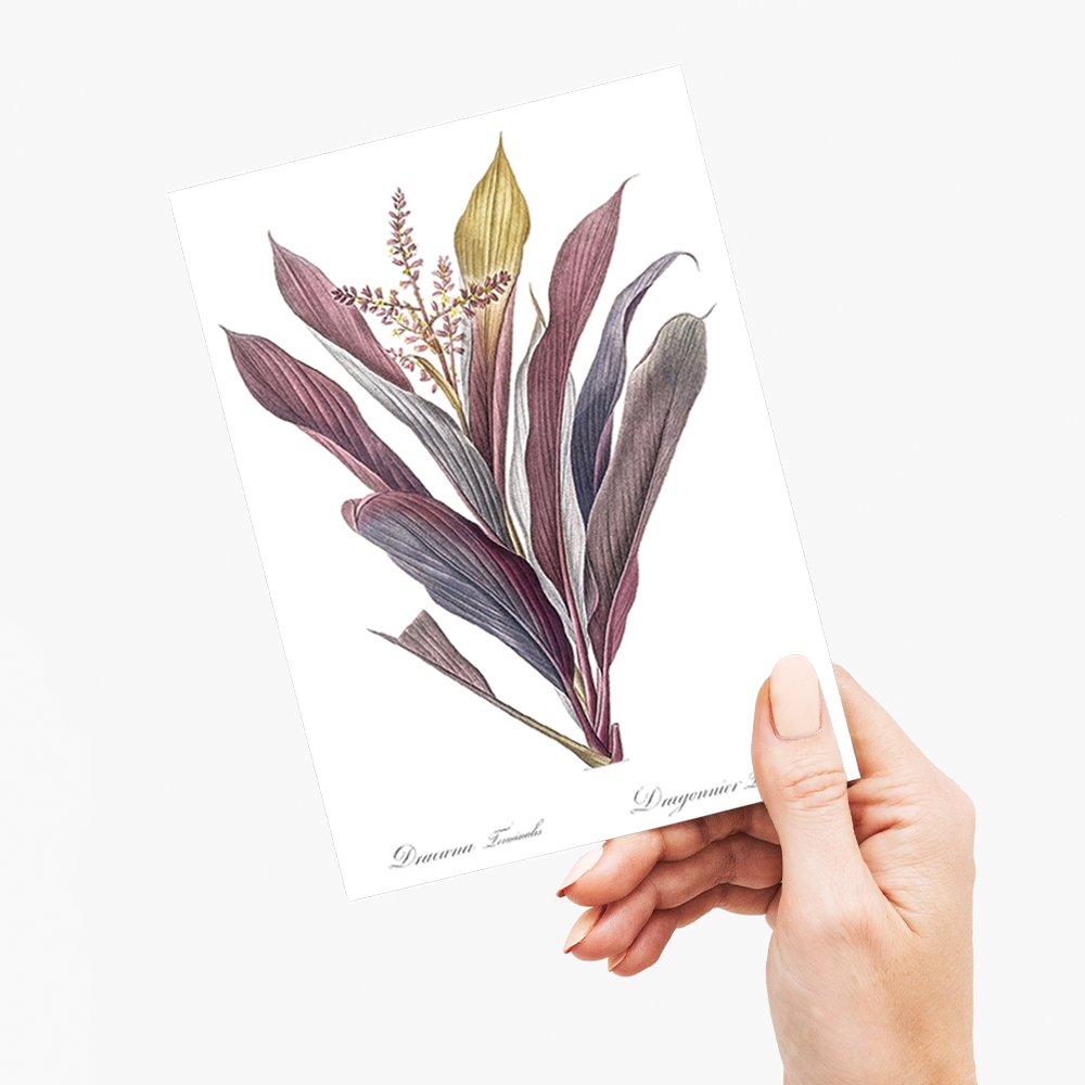 Cordyline fruticosa By Pierre-Joseph Redouté - Wenskaart
