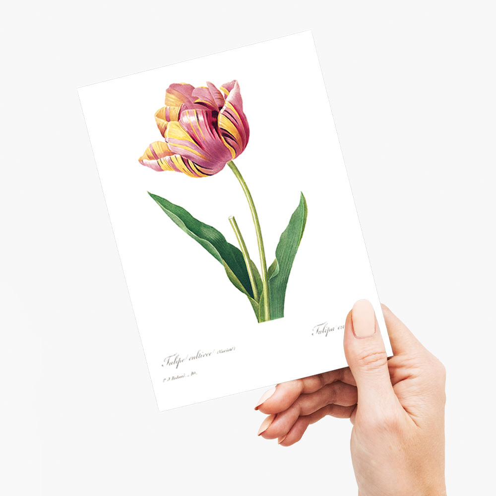 Tulip by Pierre-Joseph Redouté - Wenskaart
